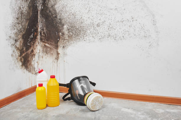 Best Mold Remediation  in Hugoton, KS
