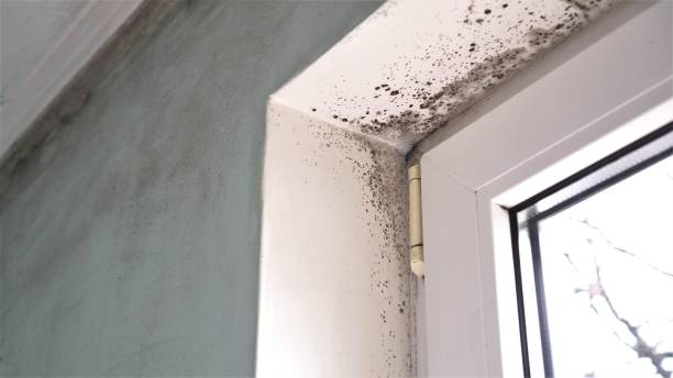 Best Black Mold Removal  in Hugoton, KS