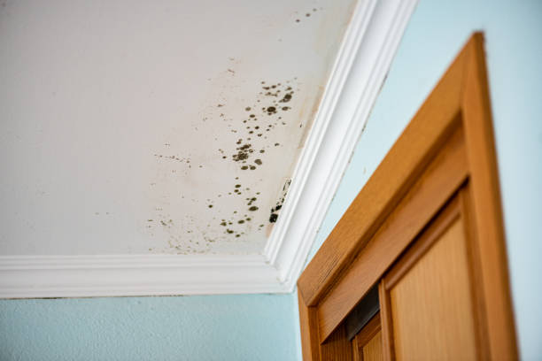 Best Professional Mold Removal  in Hugoton, KS