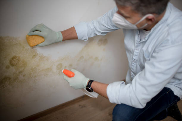 Best Mold Removal Near Me  in Hugoton, KS