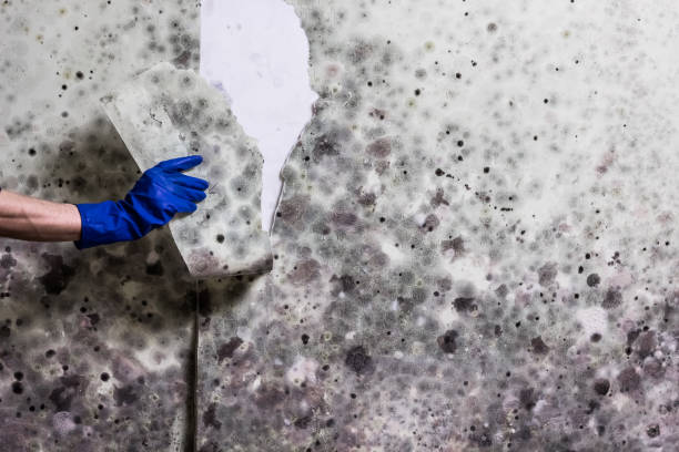 Best Mold Removal Specialists  in Hugoton, KS