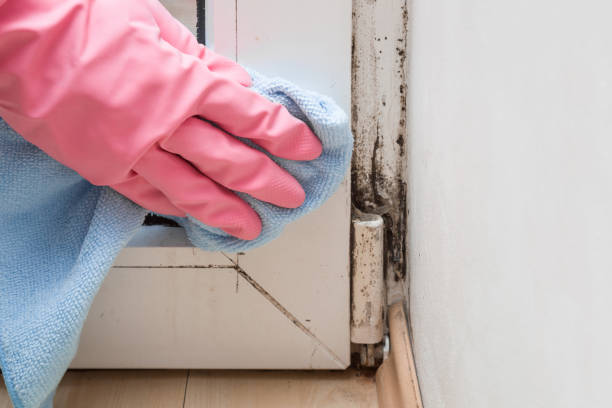 Best Mold Remediation  in Hugoton, KS