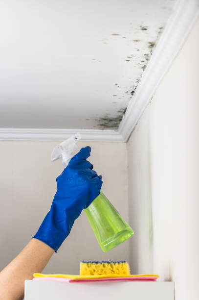 Best Emergency Mold Removal  in Hugoton, KS