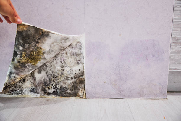 Home Mold Removal in Hugoton, KS